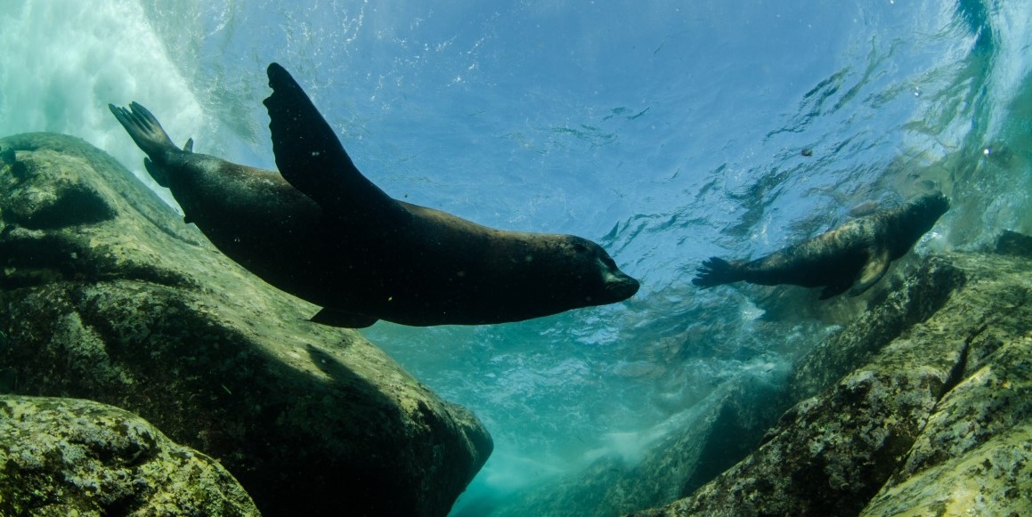 Sea lions under water
