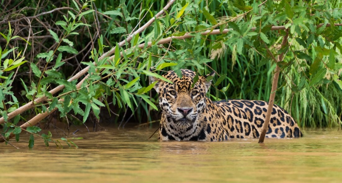 a jaguar in a lake