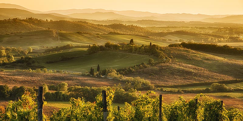 Hills of vineyards and farmland at dusk
