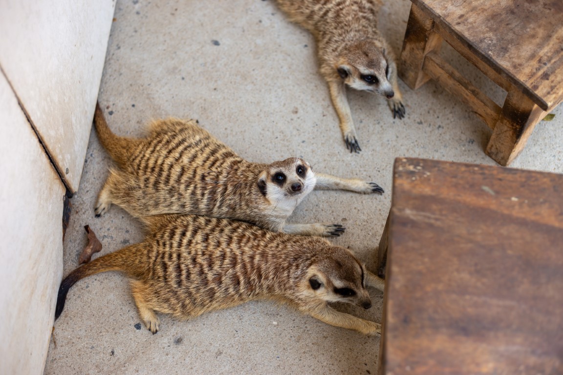 group of meerkats laying down near wooden chairs