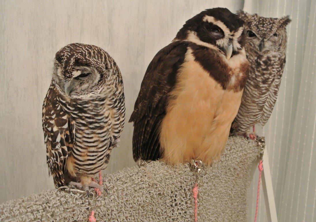 group of owls perched