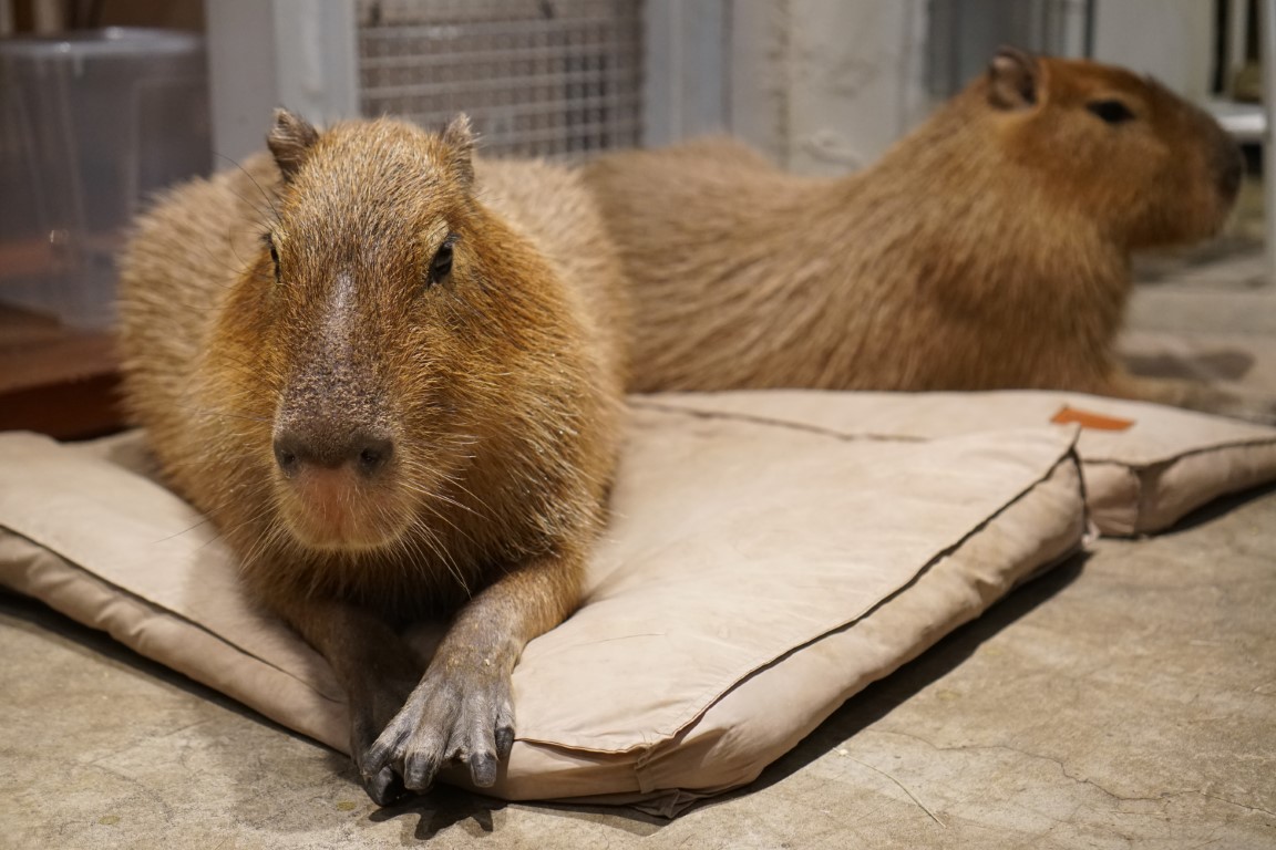two capybaras laying on a cushion on the floor
