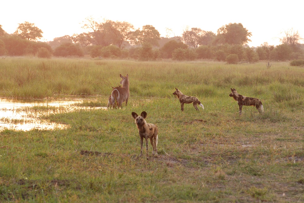 Wild dogs 2