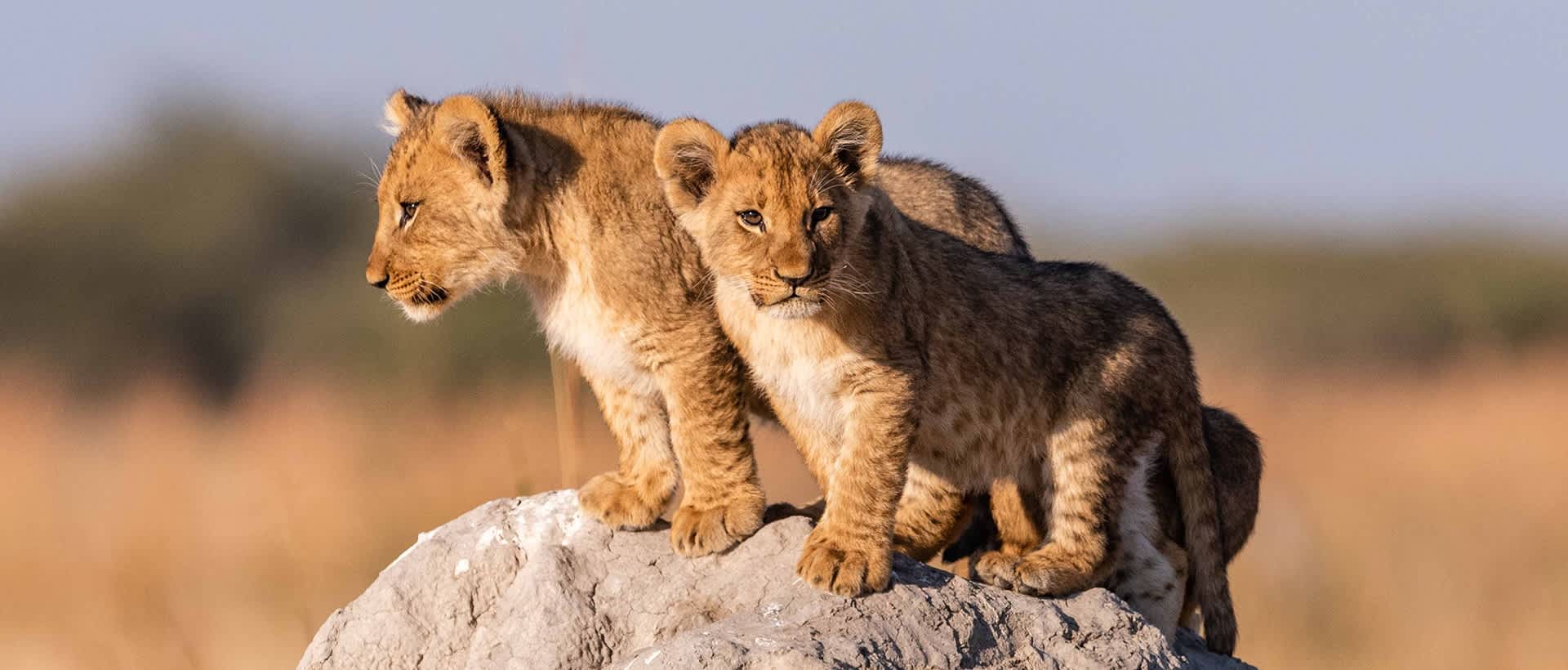 Cubs in Kenya