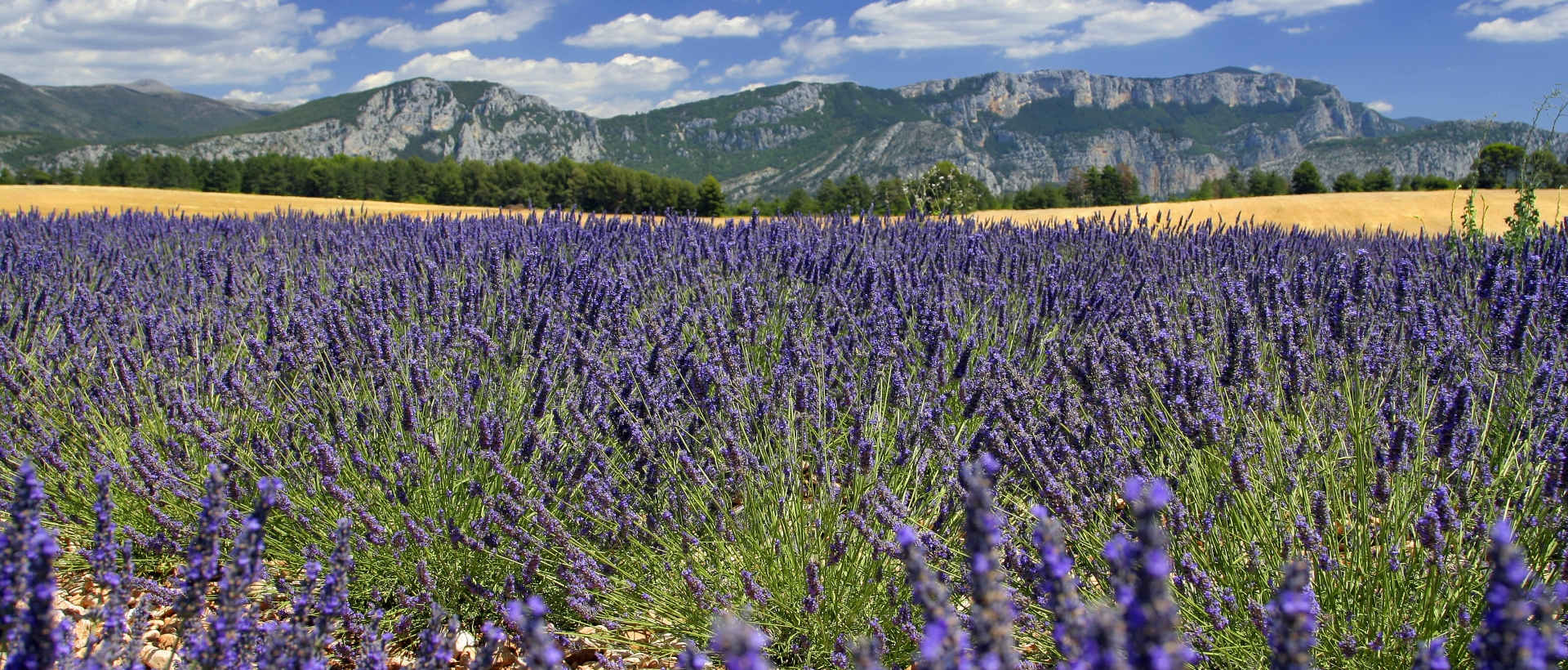 Lavender fields in the South of France