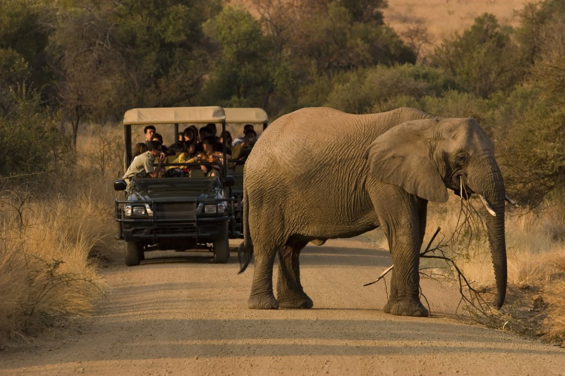 a safari in South Africa
