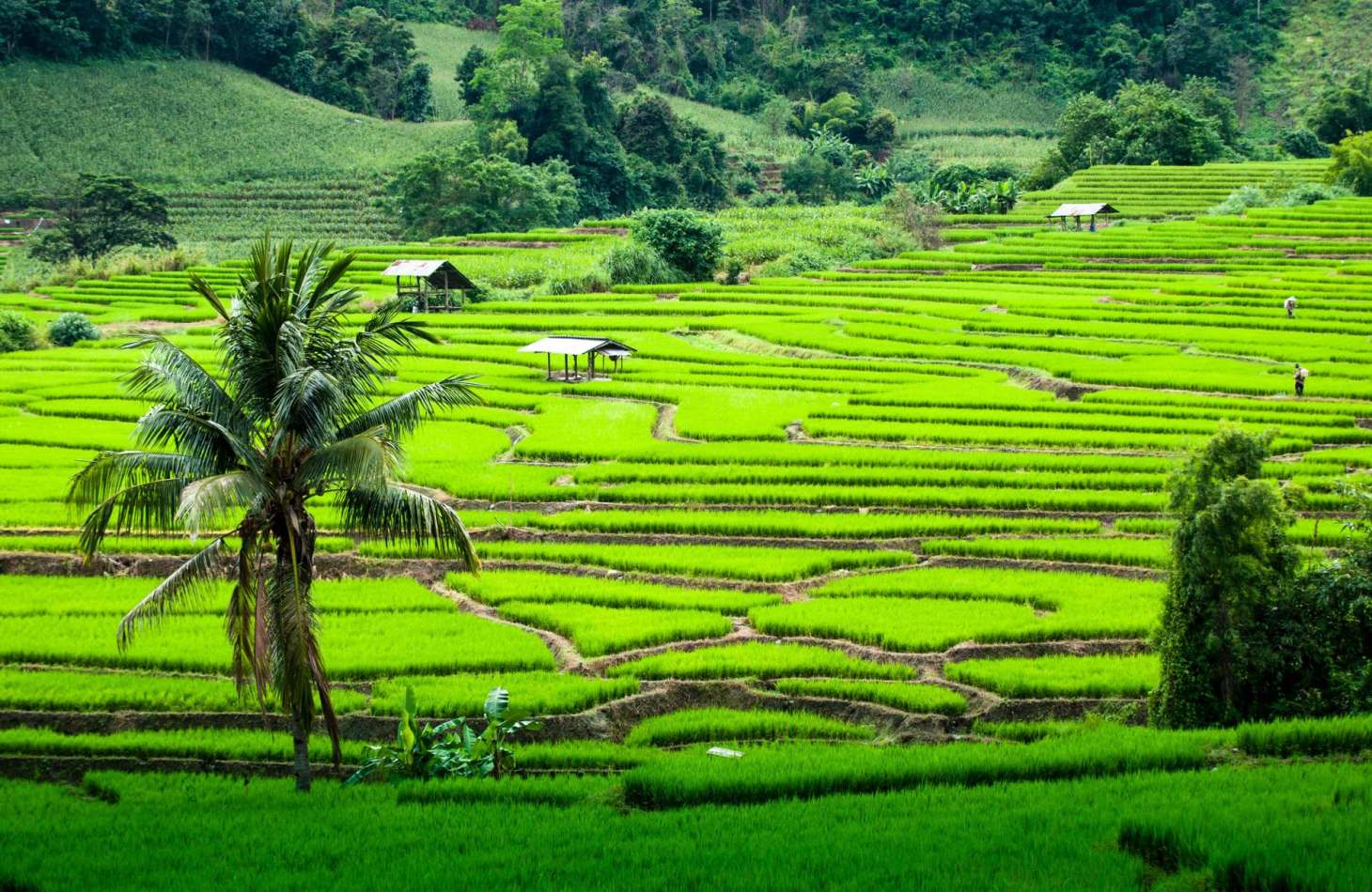 Chiang Mai