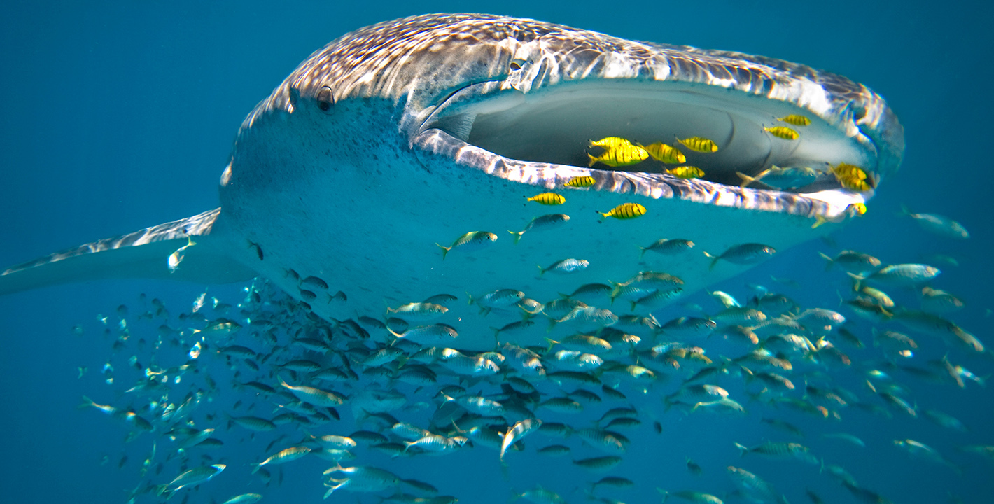 Swim with Whale Sharks at Ningaloo Reef