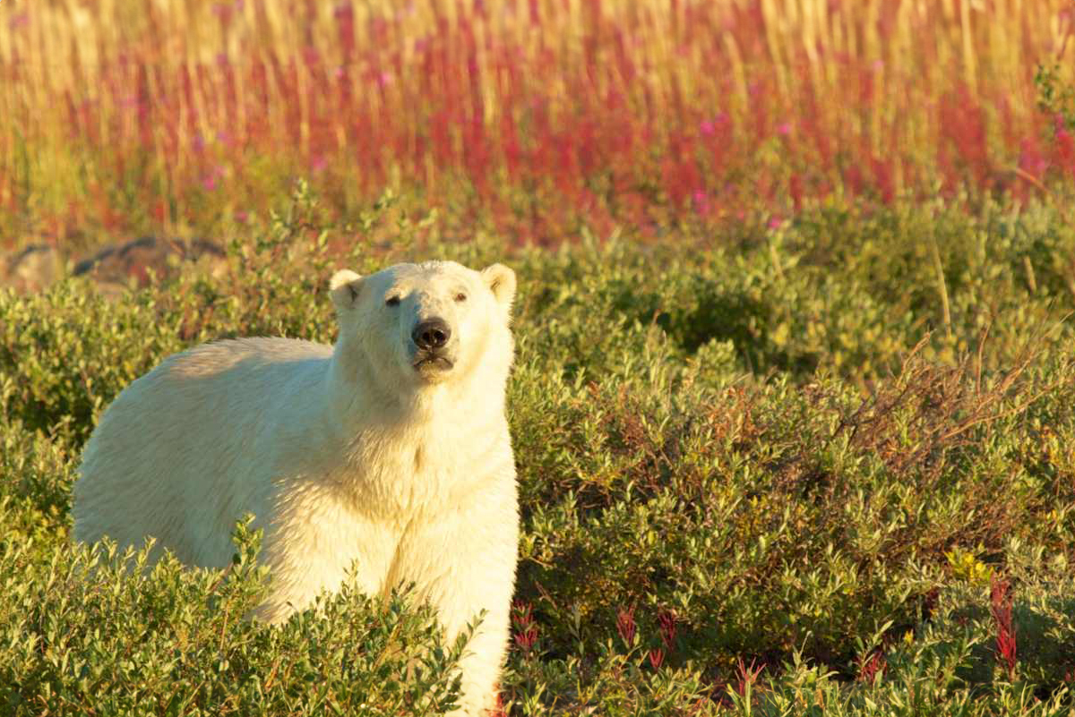Spot Bears in Canada