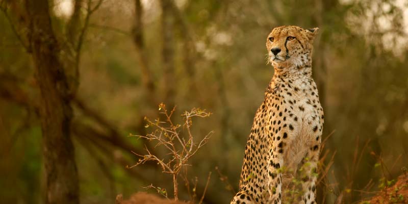A cheetah on high alert