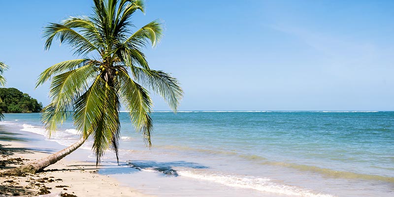 A palm tree on the beach