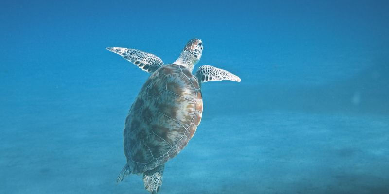 A sea turtle swimming in the ocean
