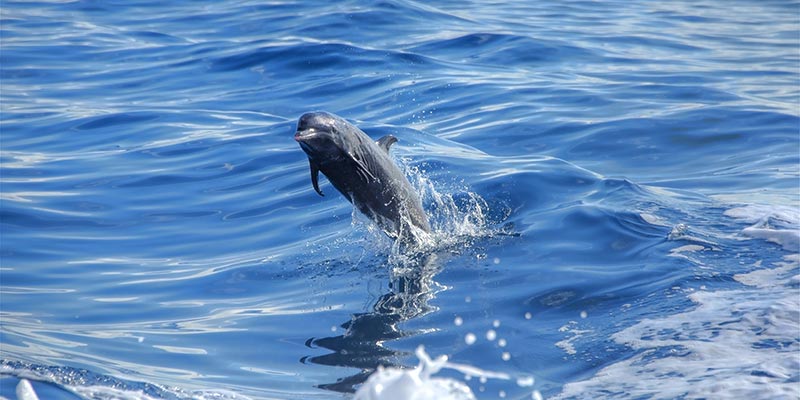 A dolphin leaping out of the water