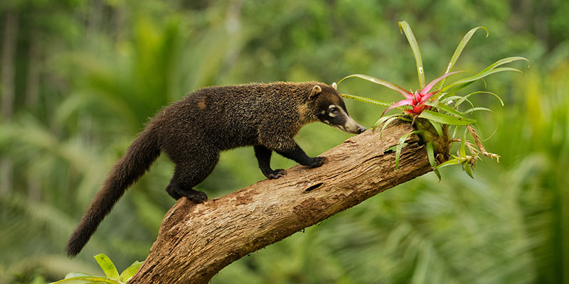 A coati walking on a tree branch