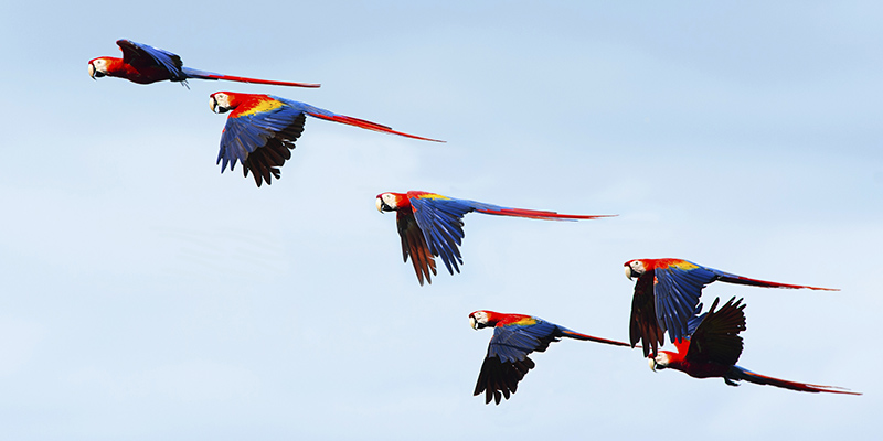 Costa Rica’s Wonderful Wildlife 