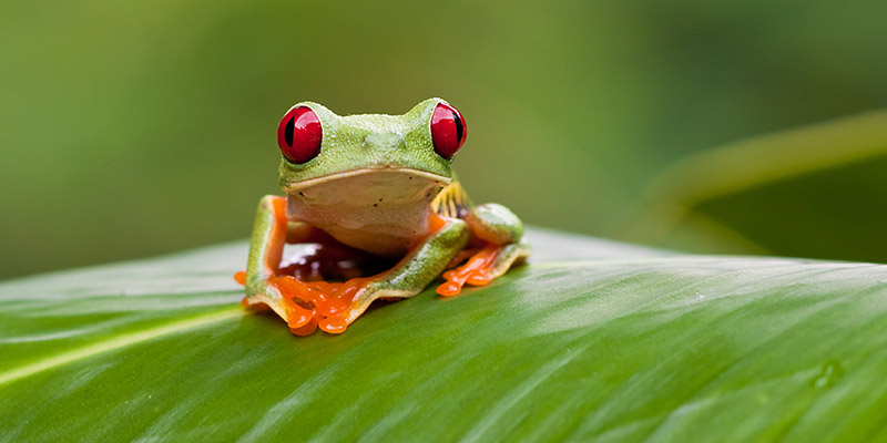 A red eye tree frog on a big leaf