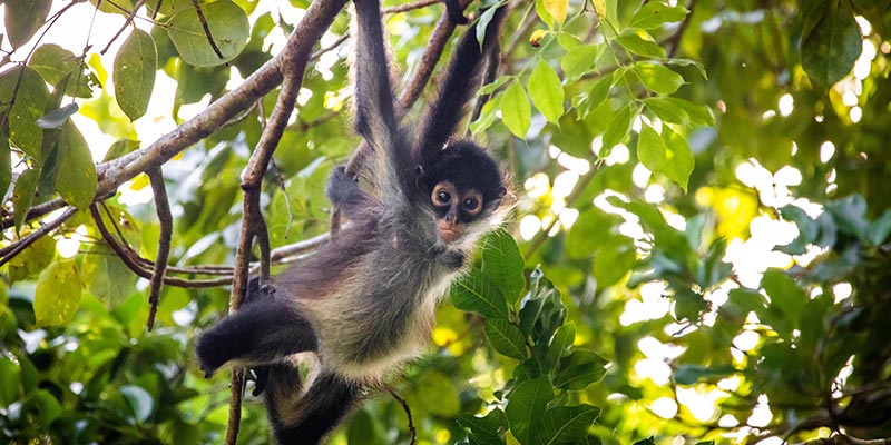 A spider monkey hanging from a tree branch