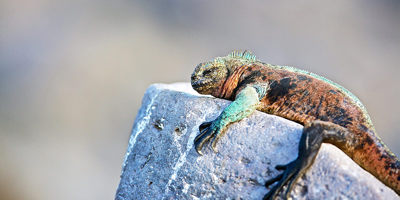 An iguana laying on rock