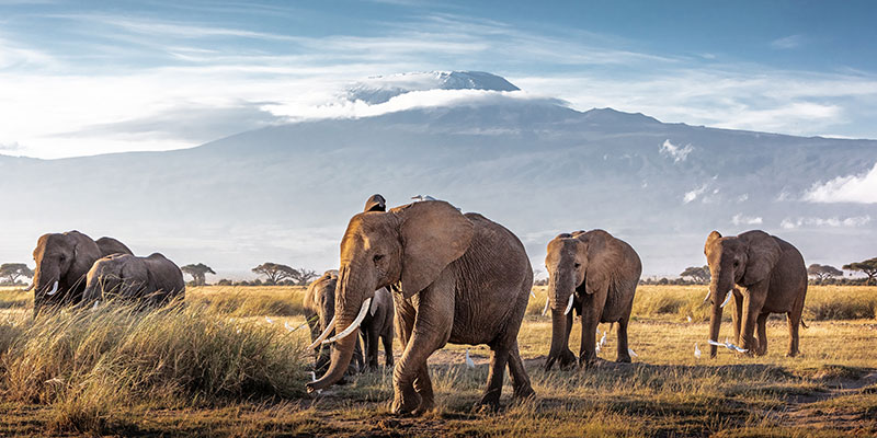 A herd of elephants walking