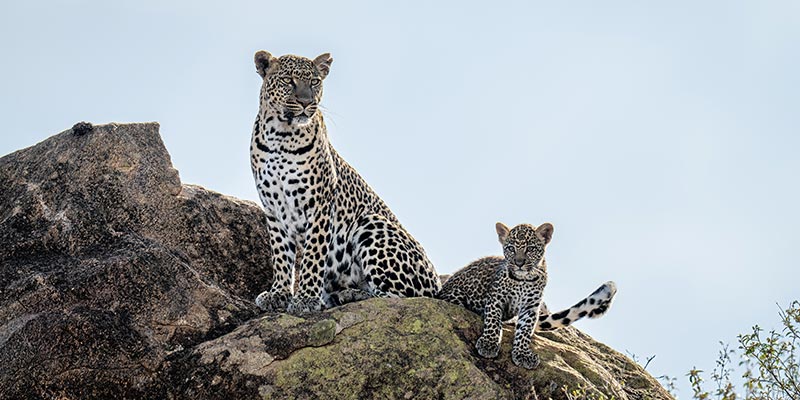 A cheetah and cub on a rock