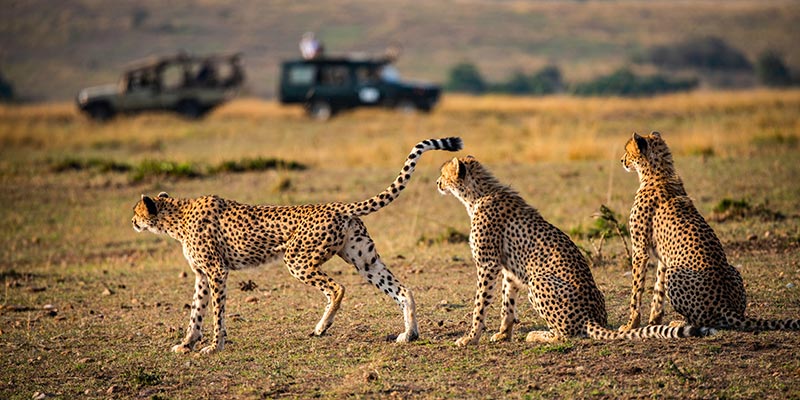 Three cheetahs and safari jeeps in the background