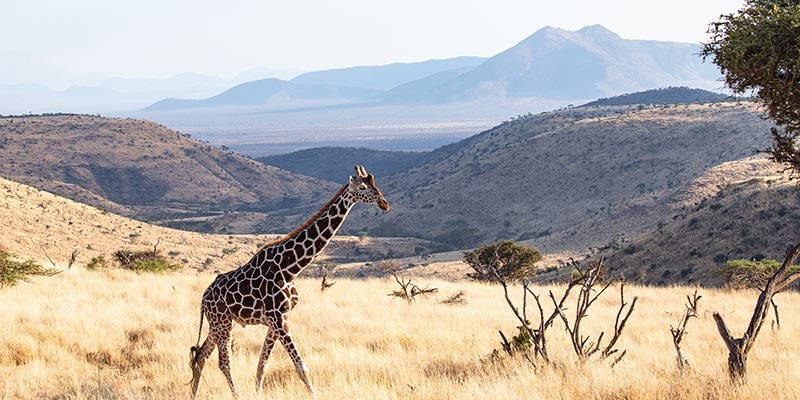 A single giraffe in the grasslands