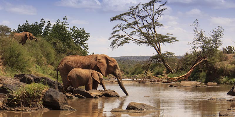 Elephants at the watering hole