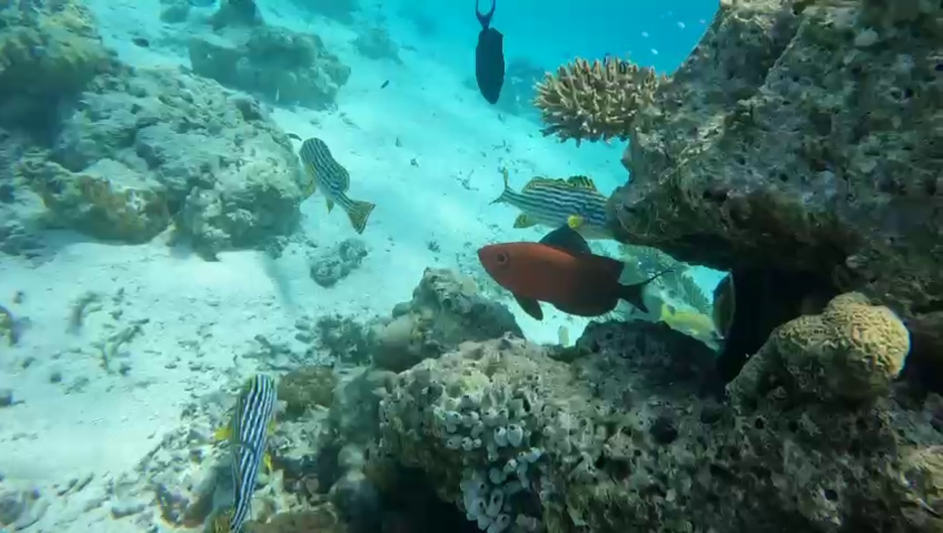 Oriental sweetlips fish near the coral reef
