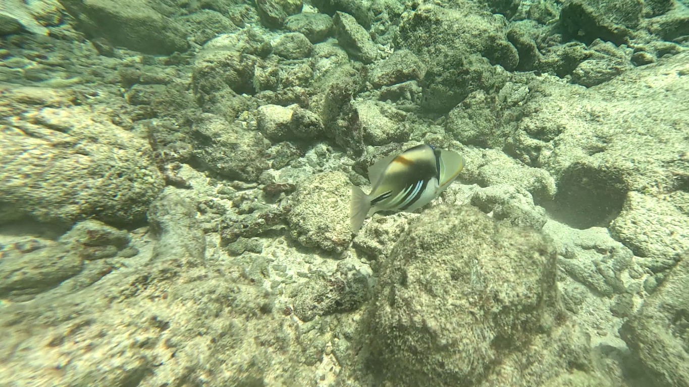 Picasso Triggerfish near a coral reef