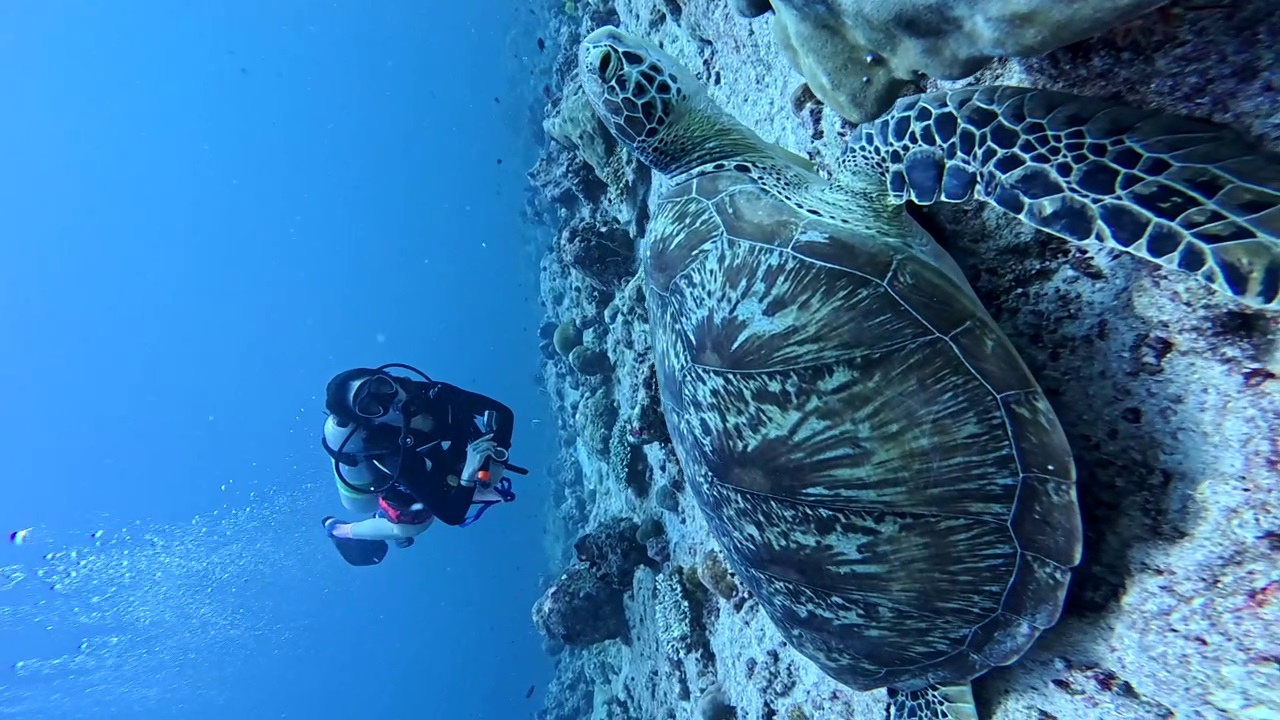 Scott Dunn travel consultant diving near a sea turtle