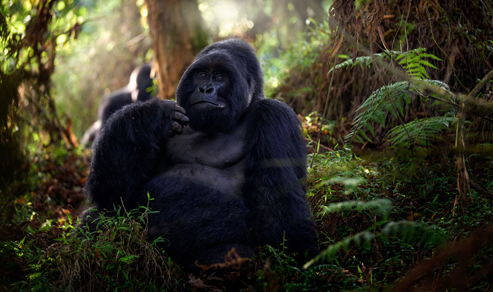 Gorilla Trek, Rwanda