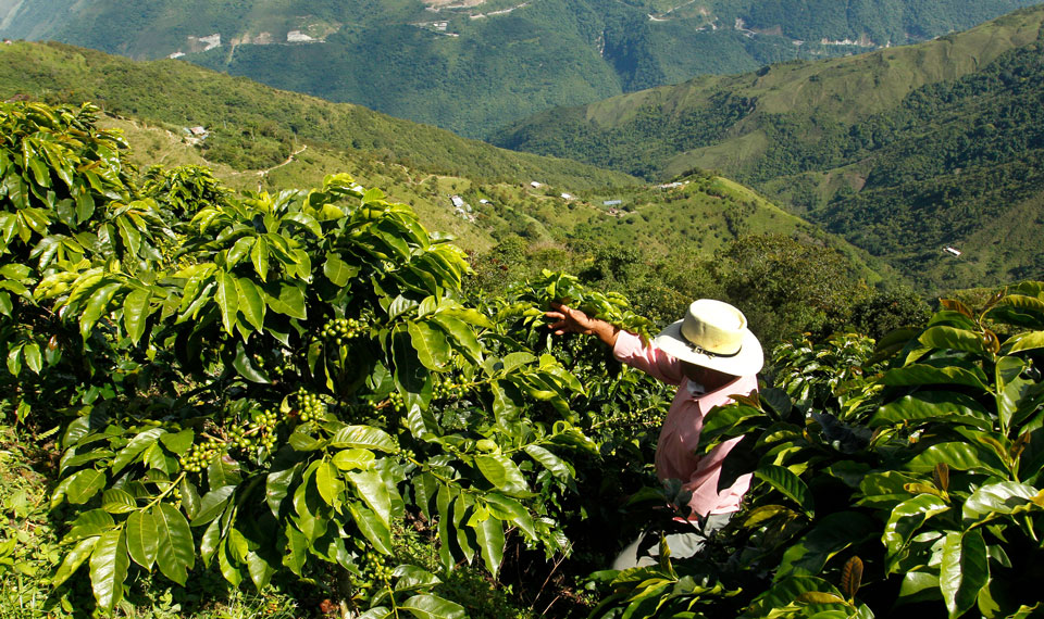 The Coffee Triangle, Colombia
