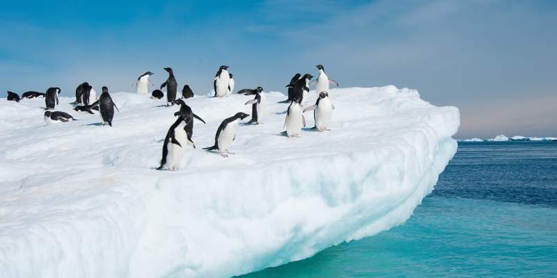 Penguins on the ice in Antarctica