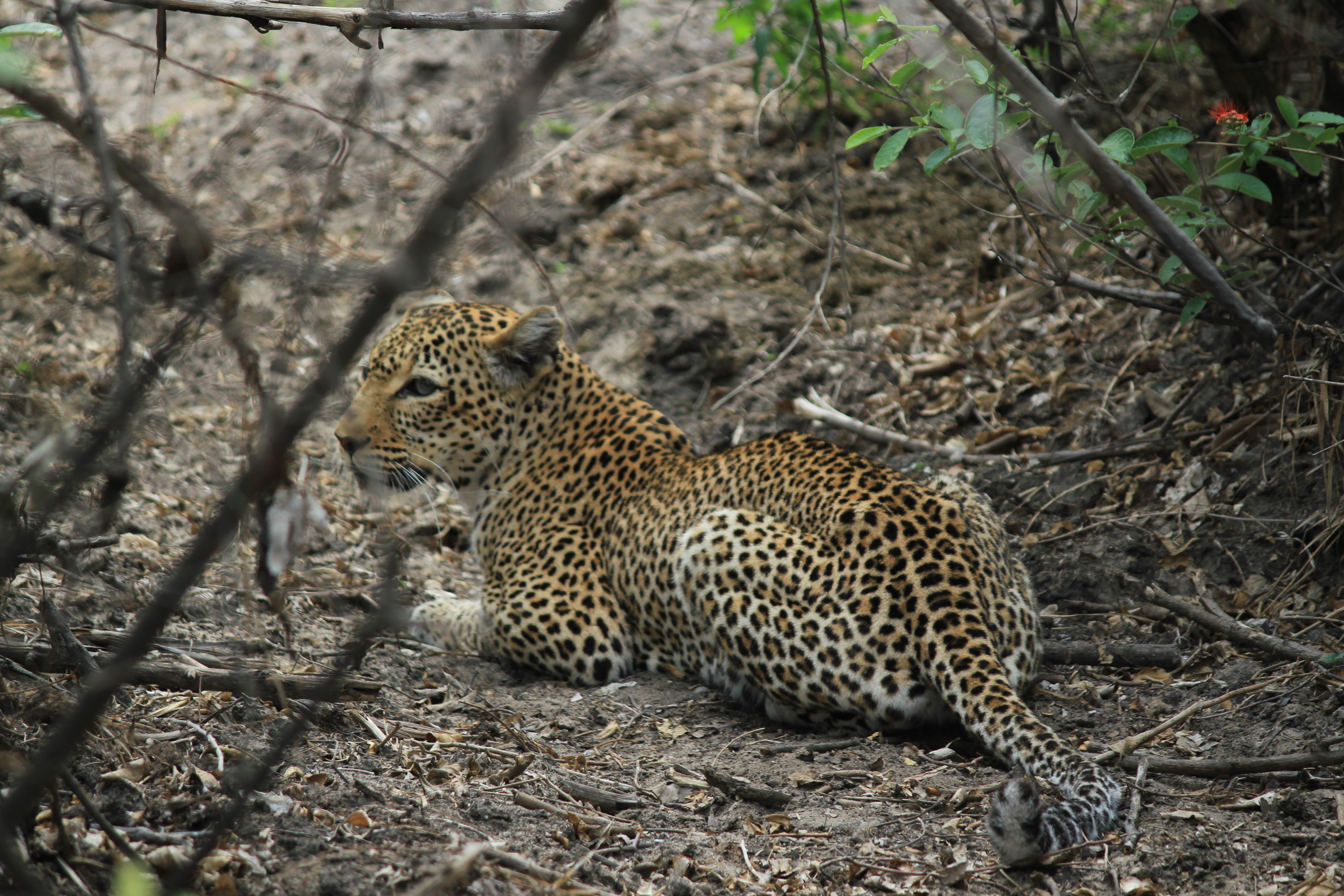 Leopard