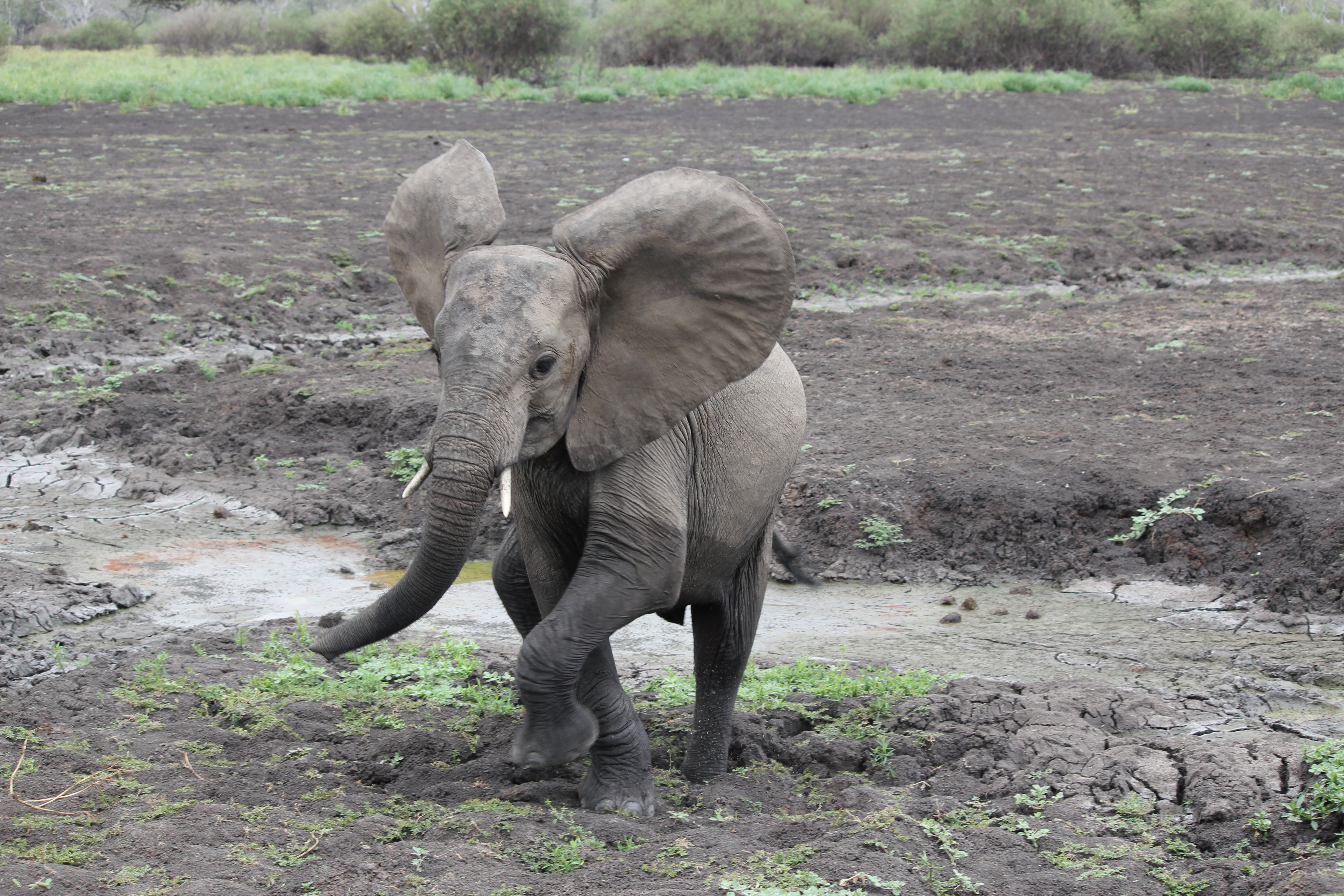 Baby Elephant