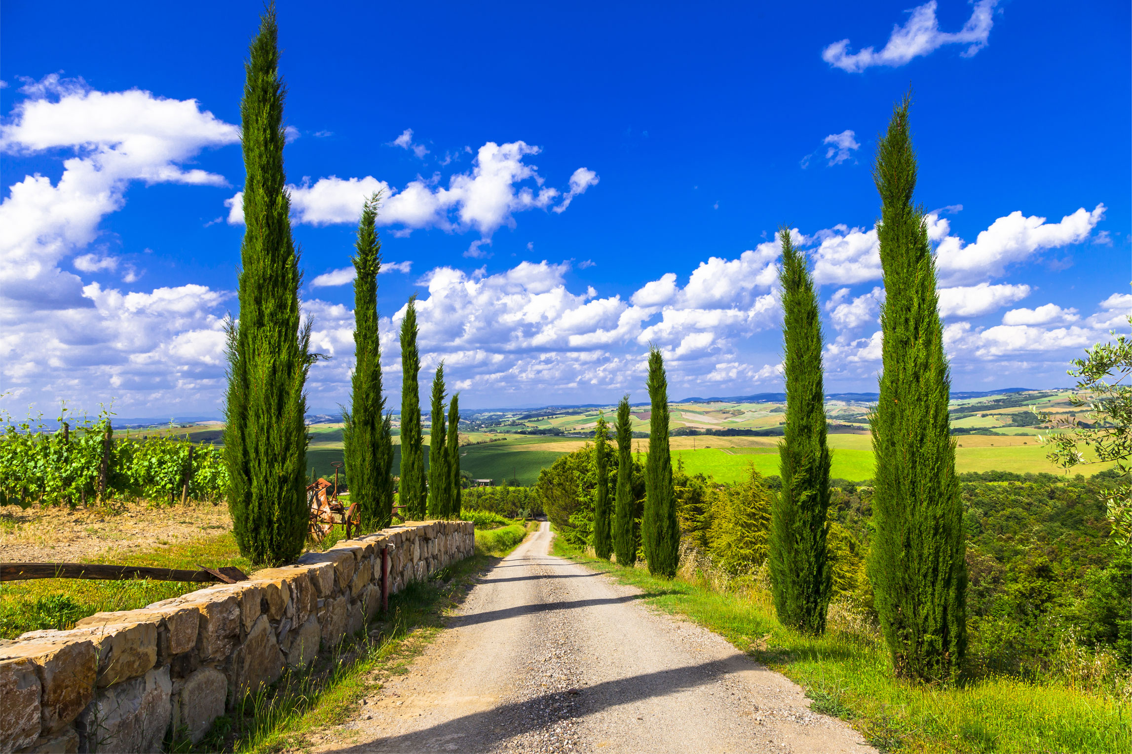 Picturesque cypress line road