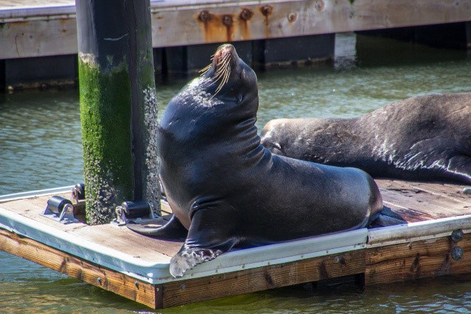 Sea Lions on Pier 39