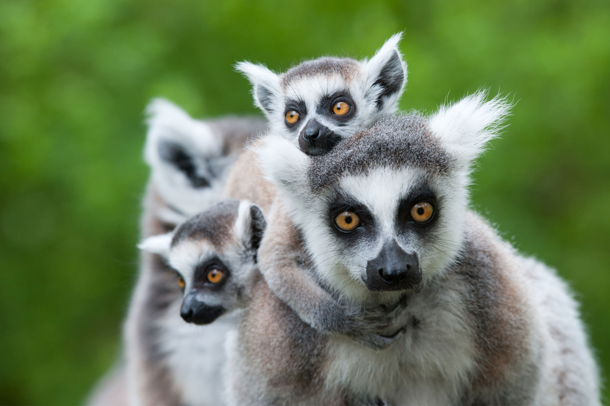 Cute lemur family
