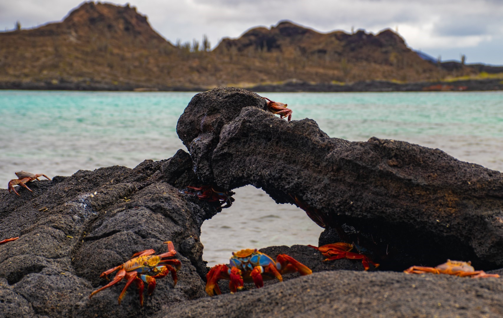 Galapagos Flora and Fauna