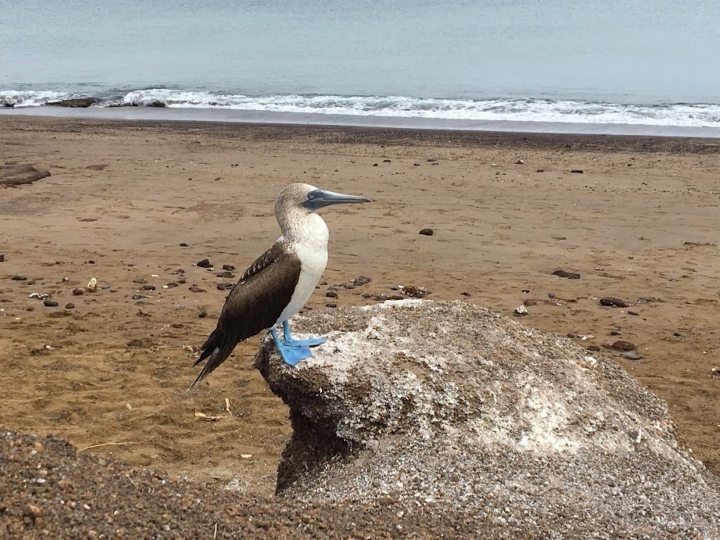 Blue-footed booby
