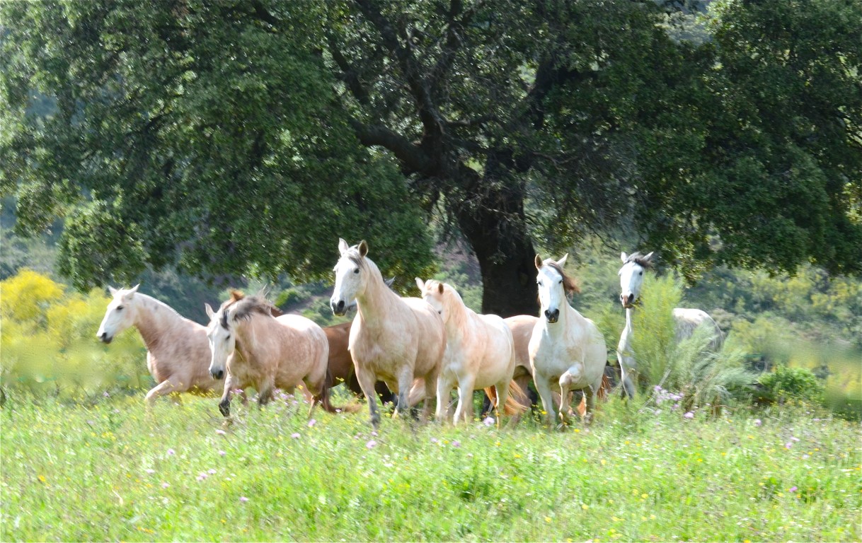 Lusitanos at La Donaira