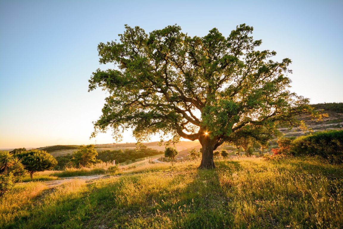 Alentejo landscape