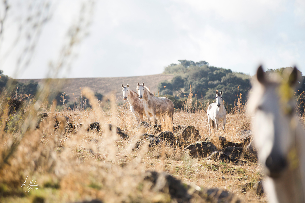 Lusitano horses at La Donaira