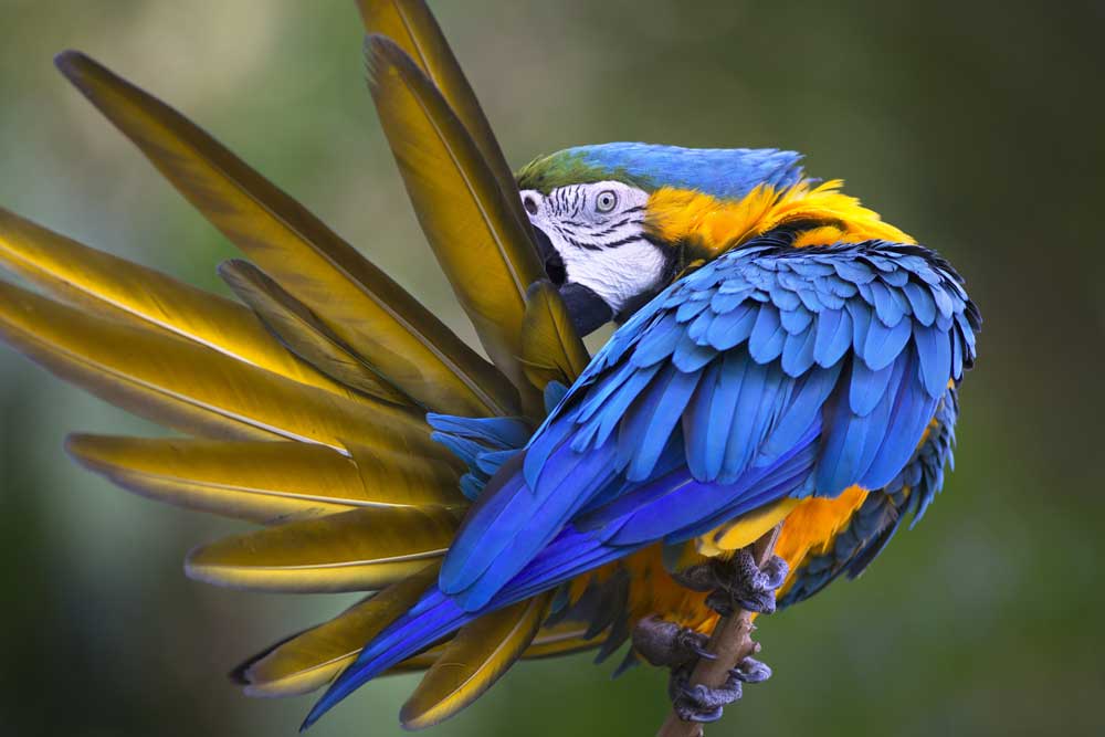 Bird in the Amazon, Ecuador