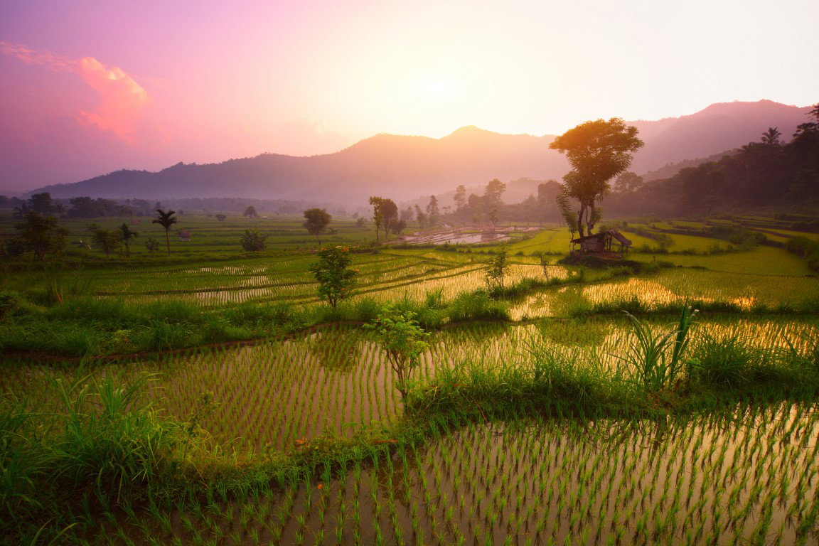 Rice fields in Bali