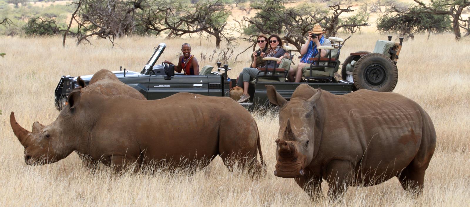 Rhinos (1)