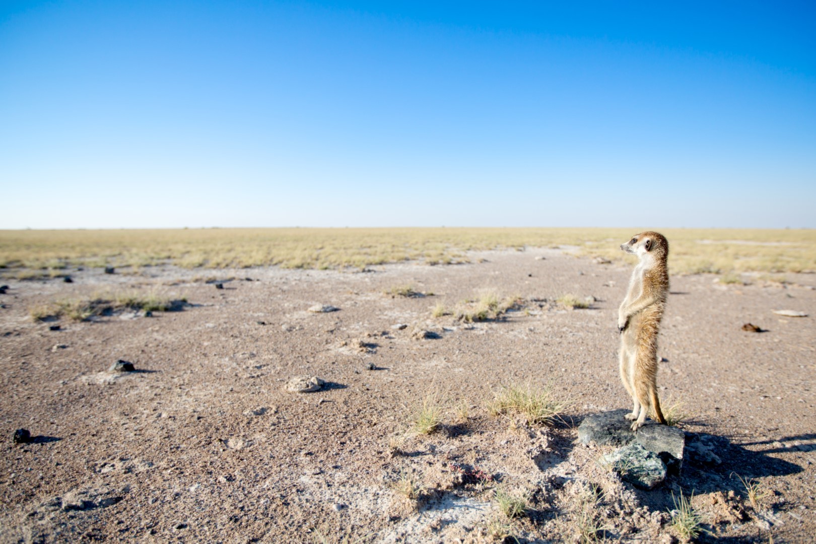 Meerkat on the pans
