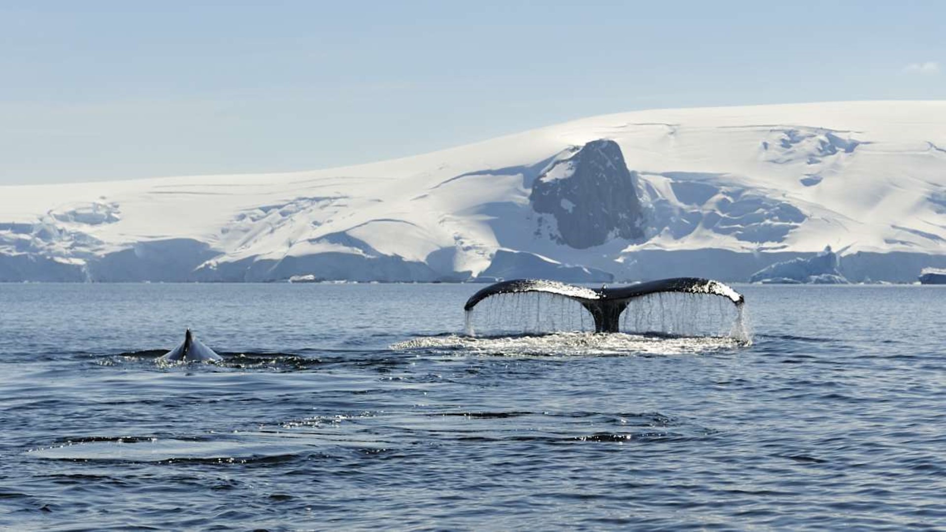 Whale in Antarctica