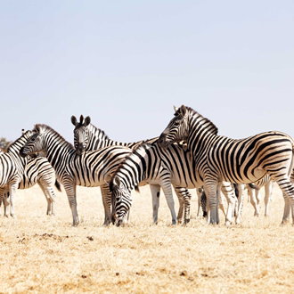 Zebras in Kenya