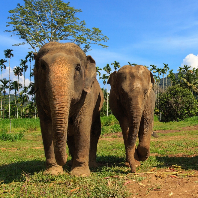 Rainforest Camp, Elephant Hills